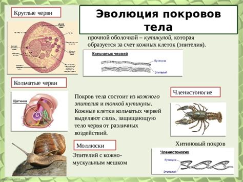 Уникальные черви: эволюция их длинного тела