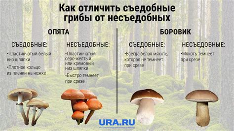 Условия сбора подотавников грибов в Рязани: климат и место обитания