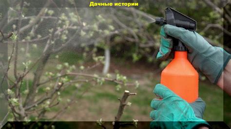 Устранение различных болезней и вредителей
