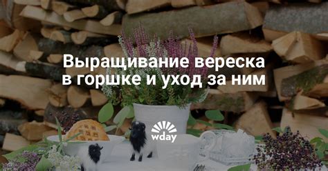 Уход за вереском после посадки