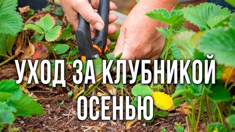 Уход за земляникой после обрезки на зиму в Подмосковье