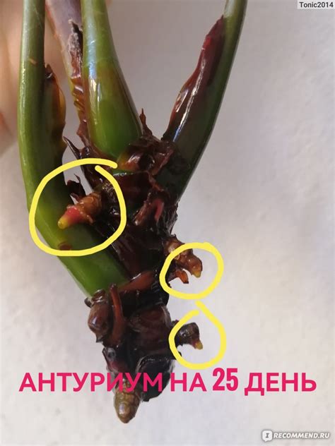 Уход и советы: как справиться с посадкой и укоренением без корней