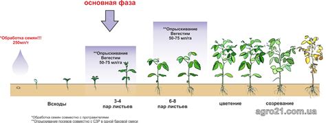 Фазы развития растений