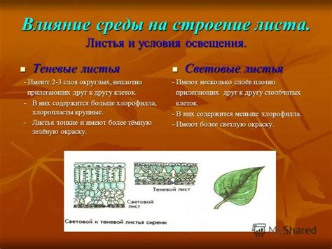 Факторы, влияющие на дрожание листьев