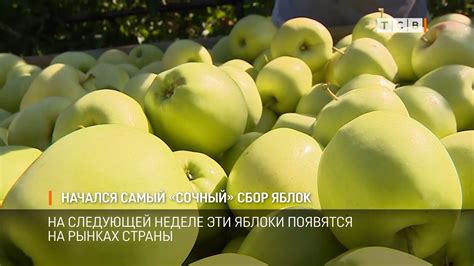 Факторы, влияющие на сроки сбора яблок