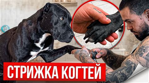 Факторы, которые могут повлиять на стрижку когтей