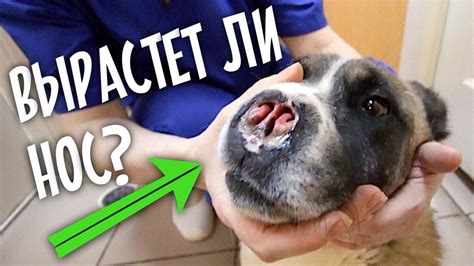 Физиологические возможности собаки: как прячется нос