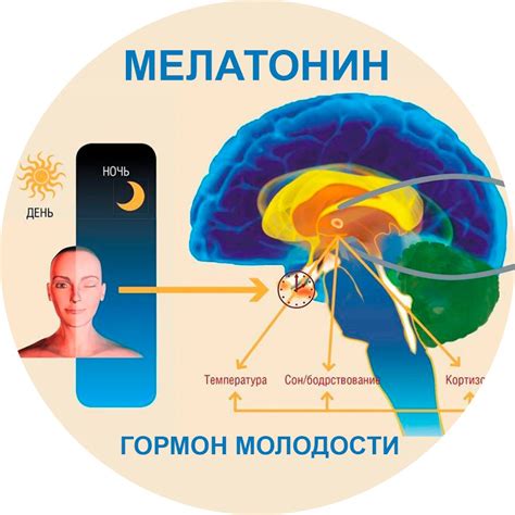 Функции сна и восстановительные процессы