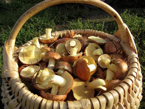 Хранение и использование замороженных маслят