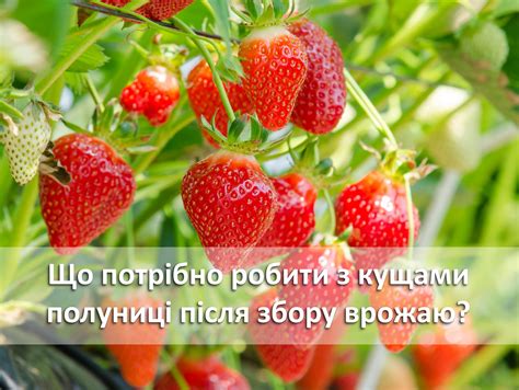 Хранение клубники после сбора