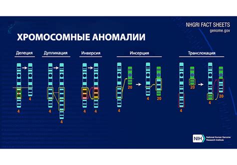 Хромосомные аберрации