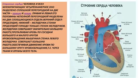 Чеснок и его влияние на сердечно-сосудистую систему
