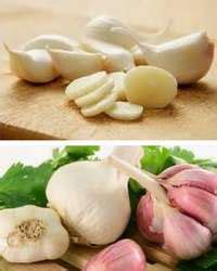 Чеснок и его целебные свойства