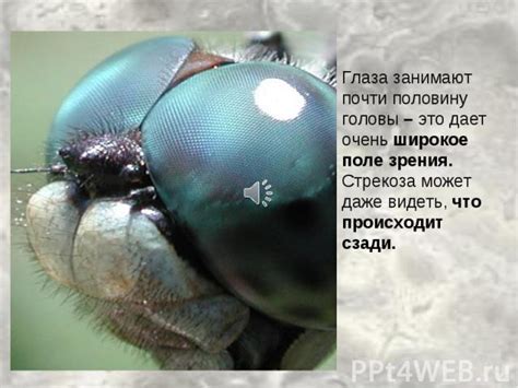 Что может предвещать стрекоза, севшая на тебя