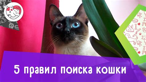 Что нужно знать и делать при поиске пропавшей кошки