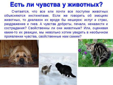 Чувства животных при обиде