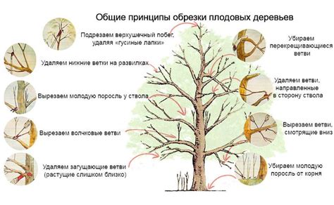 Шаги по осенней обрезке яблони