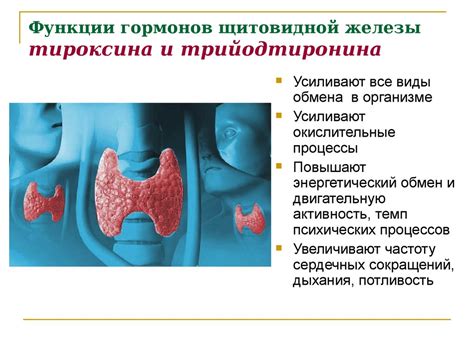 Щитовидная железа: роль и функции
