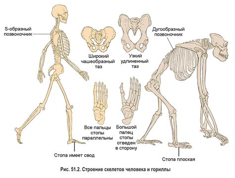 Эволюция формы
