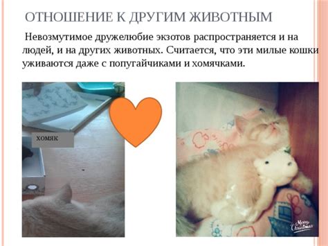 Экологичность и дружелюбие к животным