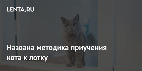 Этапы приучения кота к лотку