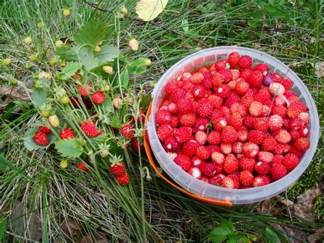 Ягоды: сладкий улов в лесу