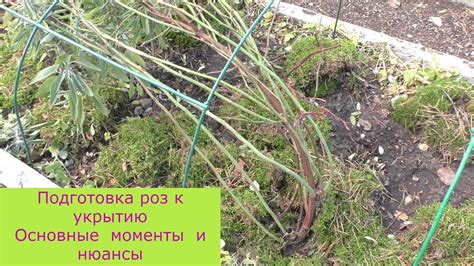  Подготовка роз к укрытию 