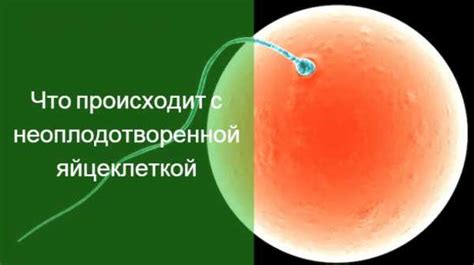 Время, необходимое козлу для оплодотворения