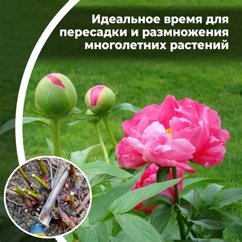 День и время пересадки