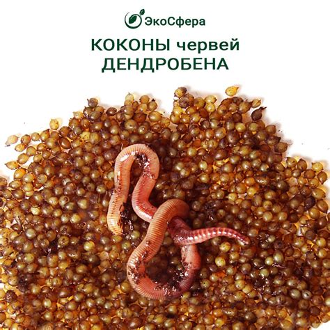 Значение коконов для разведения дендробена