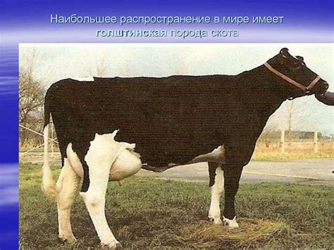 Значение скотоводства в прошлом: "Роль скота в экономике России"