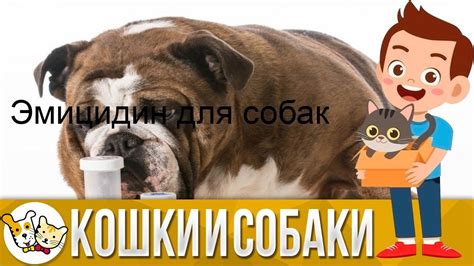 Какие аналоги Мезима для собак можно использовать