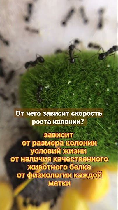 От чего зависит скорость роста рыжиков
