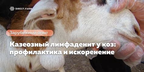Период оптимальной оплодотворяемости у коз