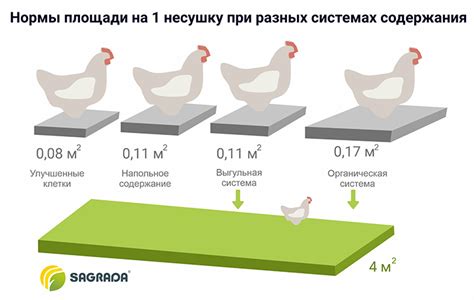 Преимущества содержания кур на 6 сотках в СНТ