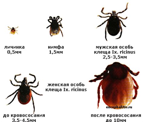 Профилактика клещей