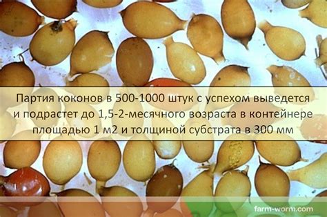 Процесс откладывания коконов