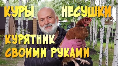 Уход за курами на небольшом участке