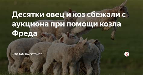 Факторы, влияющие на временную неспособность козла оплодотворить коз