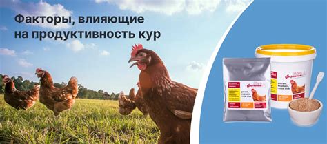 Факторы, влияющие на продолжительность отдыха кур