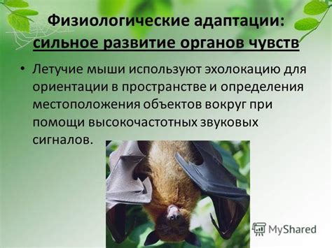 Физиологические адаптации мыши к безводию и голоду