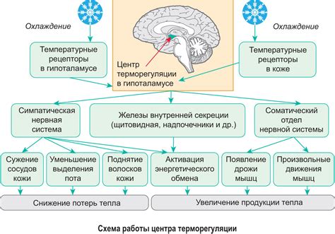 Адаптация организма к низкому кислородному содержанию