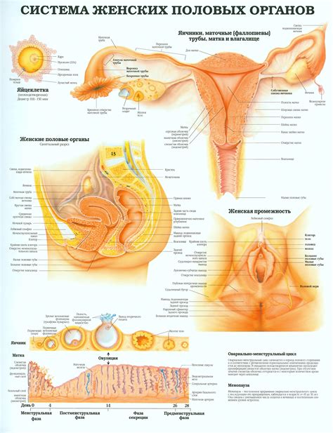Анатомическая особенность женского полового органа