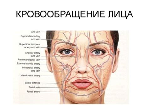 Анатомические особенности плоского лица