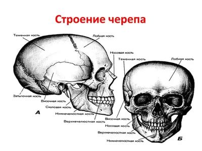 Анатомический аспект щекотания пяток