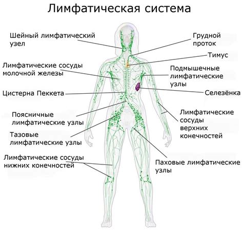Анатомия ретрокруральных лимфоузлов
