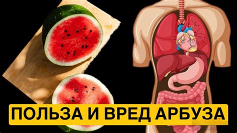 Арбуз и наш организм