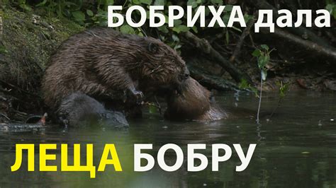 Бобриха в жаргоне: за что отвечает и как используется