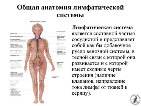 Важность зрелости лимфоидных элементов