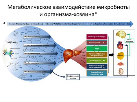 Взаимодействие сапрофитической микробиоты с организмом